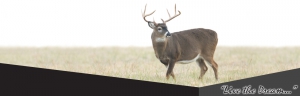 Saskatchewan Whitetail Deer Hunts